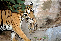 Tiger female 'Sita' carrying 4-6 week-old cub born September 1996 in Bandhavgarh National Park, India. Her sixth litter.