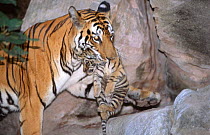 Indian Bengal tigress "Sita" (Panthera tigris tigris) carrying tiny cub, 1 week old, litter number 6, Bandhavgarh NP, Madhya Pradesh, India