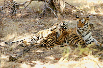 Tiger female known as Sita with her sixth litter of three cubs born in September 1996 in Bandhavgarh National Park, India. Sita's history is well documented,