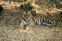 Sita - female tiger with cub, Bandhavgarh National Park, India.