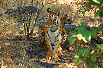 Tiger female known as Sita with 5/6 month-old cub in Bandhavgarh NP India.