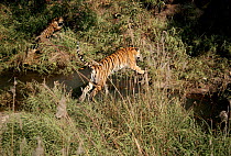 Tiger female jumping stream, Bandhavgarh National Park, India. Sita with cub from sixth litter born September 1996. Sita's history is well documented.