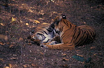 Tiger female 'Sita' + large cub (Panthera tigris) Bandhavgarh NP India. Sita has well documented