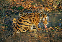 Bengal Tigress "Sita" with cub drinking at water (Panthera tigris) Bandhavgarh NP, Madhya Pradesh, India