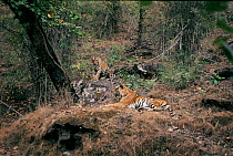 Tiger female 'Sita' with large cub, Bandhavgarh National Park, India. Sita has well documented history - born Jan 1982 and has had two mates for six litters by September 1997. This juvenile male is ei...