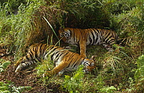 Two Bengal tigers siblings asleep (Panthera tigris tigris) Bandhavgarh NP, Madhya Pradesh, India.  One of Sita's litters.