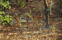 Tiger courtship, Sita & Charger (Panthera tigris) Bandhavgarh NP India. 1996