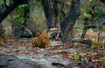 Tiger {Panthera tigris} adult male (Charger) yawning, Bandhavgarh NP, Rajasthan, India.