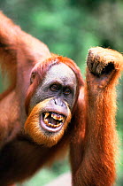 11 yr aggressive male Sumatran orang utan (Pongo abelii) Gunung Leuser NP, Sumatra, Indonesia