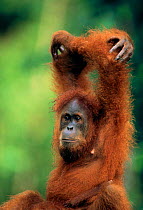 9-year-old female orang utan stretching arms (Pongo abelii) Leuser NP Indonesia