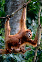 Female orang utan mother with 7-month-old baby hanging in tree (Pongo abelii) Leuser NP Indonesia