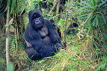 Silverback mountain gorilla sitting (Gorilla gorilla beringei) Parc des Volcans Rwanda NP Africa