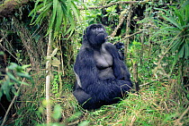 Silverback mountain gorilla sitting (Gorilla gorilla beringei) Parc des Volcans, Rwanda