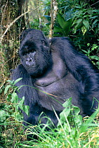 Silverback mountain gorilla sitting portrait (Gorilla gorilla beringei) Parc des Volcans Rwanda NP
