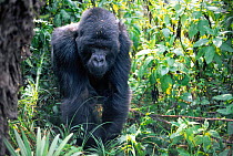 Mountain gorilla knuckle walking silverback (Gorill gorilla beringei) Rwanda Parcs des Volcans NP Africa