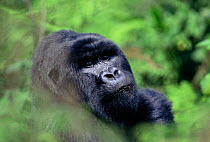 Silverback mountain gorilla head portrait (Gorilla gorilla beringei) Parcs des Volcans NP Rwanda