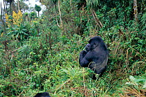 Mountain gorilla silverback in montane forest (Gorilla gorilla beringei) Parcs des Volcans NP Rwanda