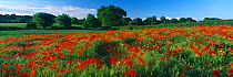 Arable  field full of of poppies in Charlton, Harethorne, Somerset.