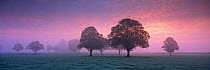 Misty early morning at Venn Farm, Milborne nr Sherborne,
