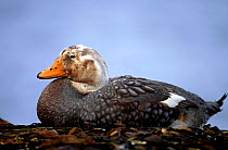 Falkland Flightless Steamer Duck (Tachyeres brachypterus)  Falkland Islands