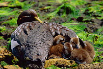Falkland Flightless Steamer Duck with chicks (Tachyeres brachypterus)