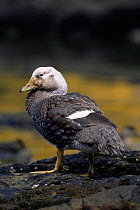 Male Falkland Flightless Steamer Duck {Tachyeres brachypterus} Falkland Islands.