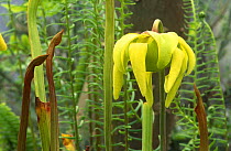 Yellow Pitcher Plant (Sarracenia flava) in  Botanical collection,  Scotland.