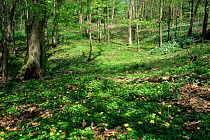 Lesser celandine {Ranunculus ficaria} flowering in woodland, The Rocks, Gloucestershire