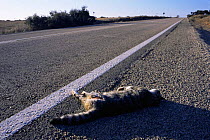 Wild cat road kill, Spain (Felis silvestris)