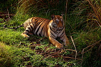 Tiger {Panthera tigris} adult male, Bandhavgarh NP, Rajasthan, India.