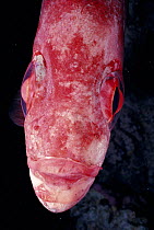 Goggle eye fish close up of face (Priancanthus hamrur) Red Sea.