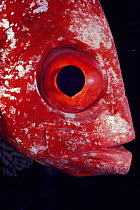 Goggle eye fish face close-up (Priancanthus hamrur) Red Sea.