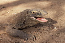 Komodo dragon female hyper-ventilating (Varanus komodoensis) Komodo Is