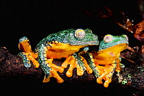 Leaffrogs in tropical rainforest, Yasuni NP, Ecuador (Agalychnis craspedopus) South America