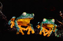 Leaf Frogs Yasuni NP, Ecuador (Agalychnis craspedopus) South-America