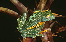 Leaf frog (Agalychnis craspedopus) Yasuni NP, Ecuador, South America