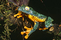 Leaf frog (Agalychnis craspedopus) Yasuni NP, Ecuador, South America