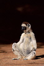 Verreaux's Sifaka (Propithecus verreauxi) in Madagascar. Berenty Private Reserve.