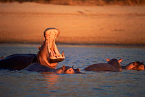 Hippopotamus yawning, mouth open (Hippopotamus amphibius)  Luangwa River, Zambia