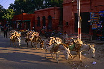 Domestic donkeys {Equus asinus} carrying bricks, outside Taj Mahal, Agra, India