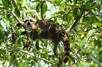 Raccoon resting in tree (Procyon lotor) Ding Darling Wildlife Refuge, Sanibel Island, USA