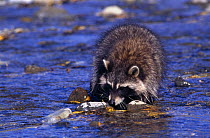 Raccoon {Procyon lotor} foraging in water, captive, Montana, USA