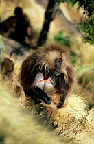Gelada baboon, dominant male (Theropithecus gelada) Simien Mtns, Ethiopia
