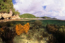 Split-level of Sponge underwater at low tide, Indo-Pacific