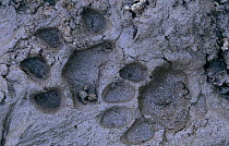 Tiger footprints (Panthera tigris) Kanha NP, Madhya Pradesh, India