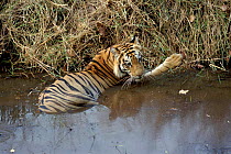 Tiger male keeping cool in water. Bandhavgarh National Park, India.