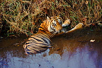 Tiger (Panthera tigris) male cooling in water. Bandhavgarh NP, India