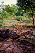 Tiger, Bandhavgarh NP, India