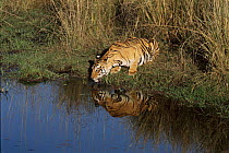 Tiger drinking in Bandhavgarh National Park, India