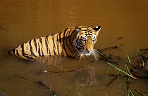 Tiger keeping cool in water (Panthera tigris) Bandhavgarh NP India
